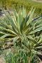 Yucca gloriosa citrus gartenpflanze p26