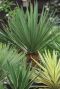 Yucca gloriosa silver gartenpflanze p26