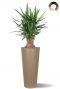 Yucca in hohem topf