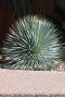 Yucca rostrata gartenpflanze 1