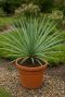Yucca rostrata gartenpflanze p20