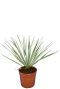 Yucca rostrata p20