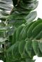 Zamioculcas Zamiifolia