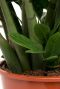 Zamioculcas Zamiifolia