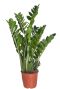 Zamioculcas zamiifolia-1