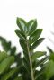 Zamioculcas zamiifolia-2