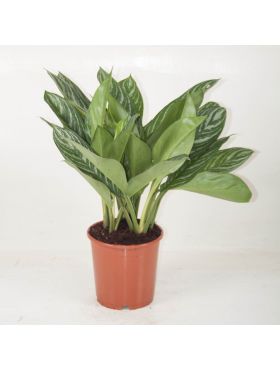 Kolbenfaden (Aglaonema) Pflege 123zimmerpflanzen