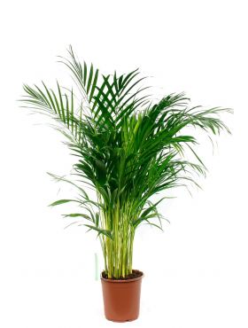 Areca pflege - 123zimmerpflanzen Areca pflege - 123zimmerpflanzen