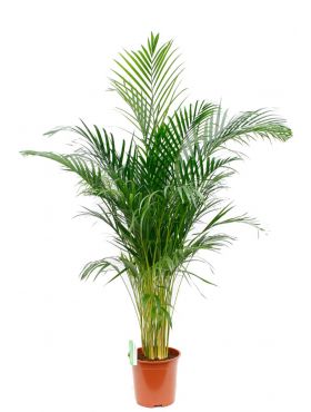 Areca pflege - 123zimmerpflanzen Areca pflege - 123zimmerpflanzen
