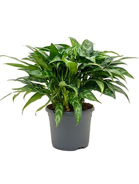 Kolbenfaden (Aglaonema) Pflege