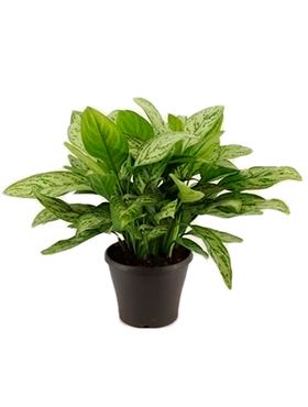 Kolbenfaden (Aglaonema) Pflege