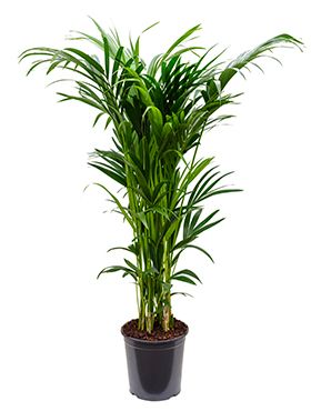 Palmier Kentia (Howea) - Plante D'Intérieur Purificatrice - 80-90 Cm