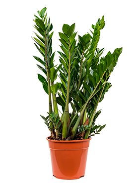 Zamioculcas (Glücksfeder) Pflege 123zimmerpflanzen
