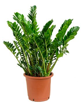 Zamioculcas (Glücksfeder) Pflege 123zimmerpflanzen