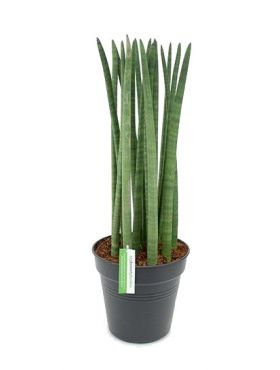 Sansevieria (Bogenhanf) Pflege 123zimmerpflanzen