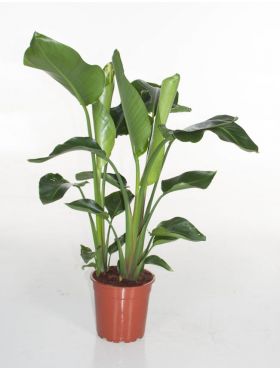 Zimmerpflanzen geeignet für in die volle Sonne - 123zimmerpflanzen