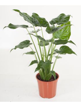 Alocasia Elefantenohr Pflege 123zimmerpflanzen