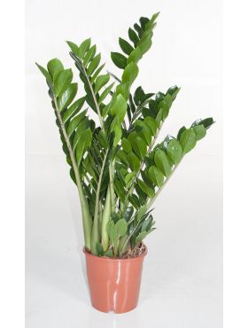 Zamioculcas (Glücksfeder) Pflege 123zimmerpflanzen