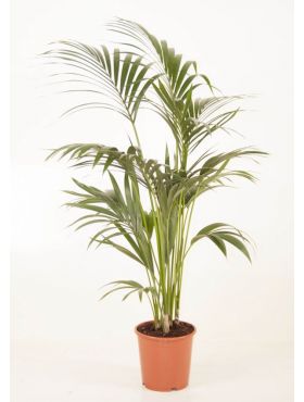 Kentia Palme (Howea forsteriana) Pflege