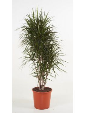 Zimmerpflanzen für im Schatten 123zimmerpflanzen