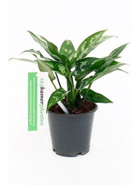 Kolbenfaden (Aglaonema) Pflege