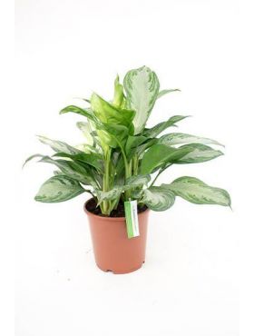 Kolbenfaden (Aglaonema) Pflege 123zimmerpflanzen
