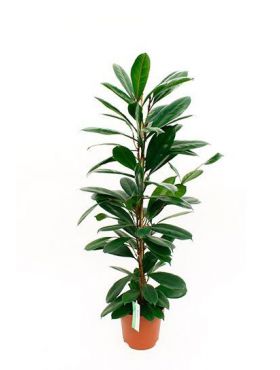 Ficus (Feige) Pflege 123zimmerpflanzen