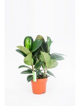 Ficus (Feige) Pflege 123zimmerpflanzen