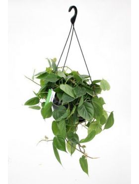 Philodendron (Baumfreund) Pflege 123zimmerpflanzen
