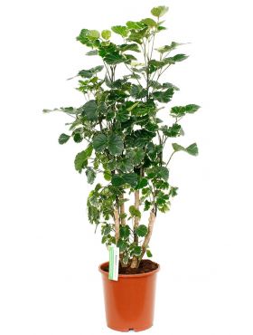 9 Zimmerpflanzen Die Sonne Lieben Houzz 9 Zimmerpflanzen Die Sonne Lieben Houzz