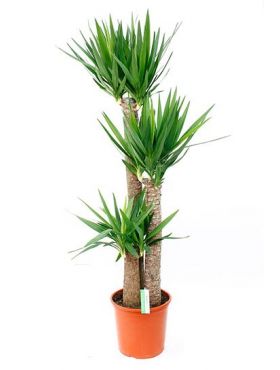 Ikea Yucca Palme