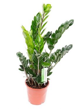 Zamioculcas (Glücksfeder) Pflege 123zimmerpflanzen