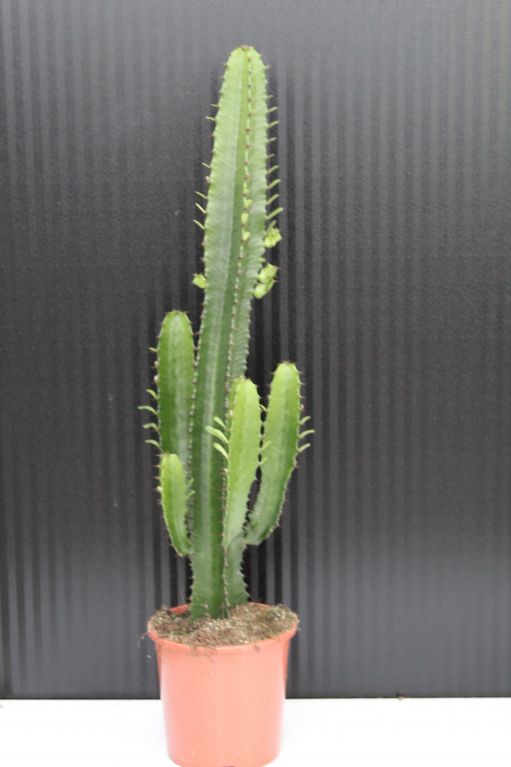 Euphorbia Acrurensis Kaktus 80cm - Westernkaktus Im Produktbild-Vorschau 6