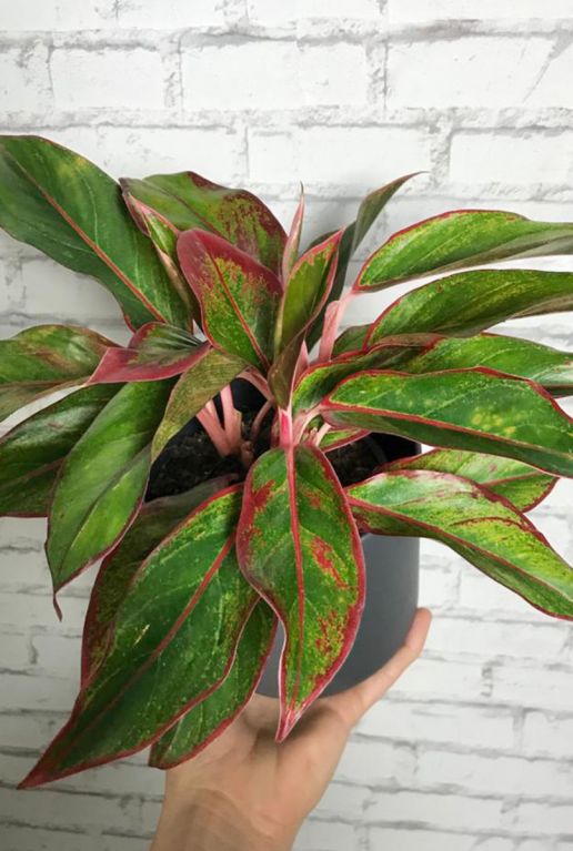 Aglaonema crete Kolbenfaden 25cm kaufen? 123zimmerpflanzen