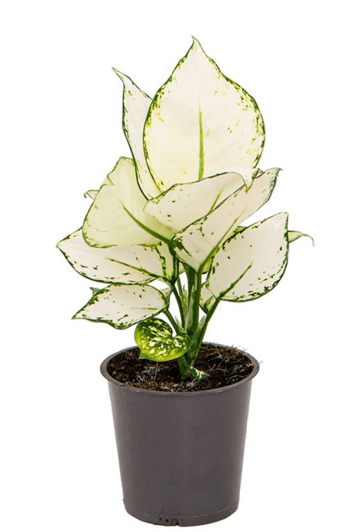 Aglaonema White Joy Kolbenfaden 35cm kaufen? 123zimmerpflanzen