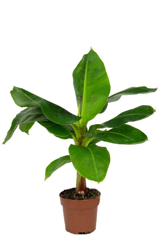 Musa dwarf cavendish Bananenpflanze 35cm kaufen? 123zimmerpflanzen