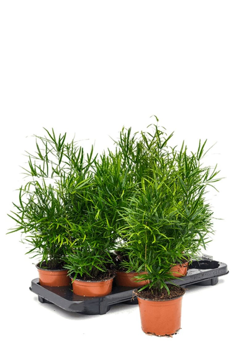 Asparagus falcatus Zimmerpflanze von 50 cm kaufen? 123zimmerpflanzen