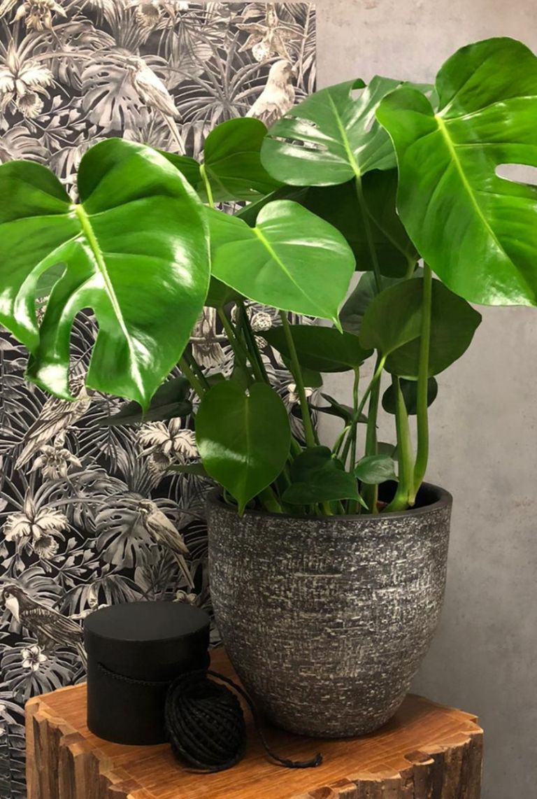 Philodendron Monstera Zimmerpflanze Von 70 Cm Kaufen