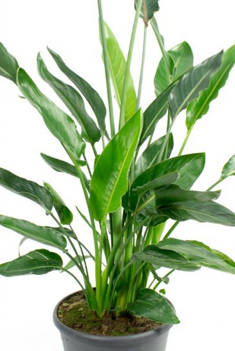 Strelitzia Reginae Zimmerpflanze Von 120 Cm Kaufen