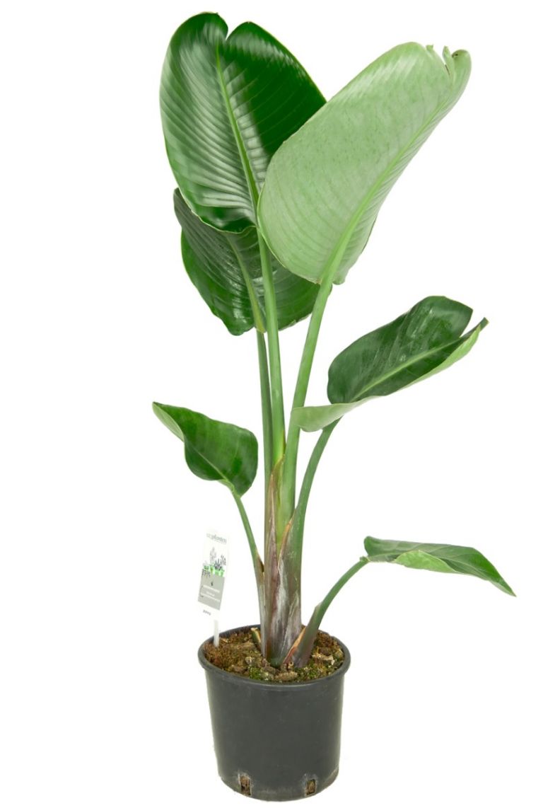 Strelitzia Nicolai Zimmerpflanze Von 110 Cm Kaufen