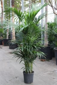 Howea Forsteriana Pflege