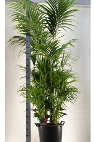 Howea Forsteriana Pflege