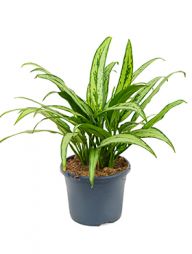 Kolbenfaden (Aglaonema) Pflege 123zimmerpflanzen