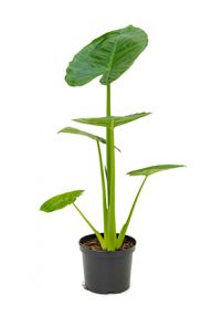 Alocasia Elefantenohr Pflege 123zimmerpflanzen