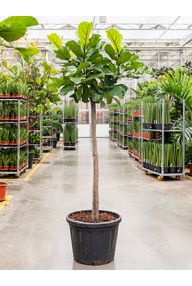 Ficus Lyrata (Geigenfeige) kaufen? 123zimmerpflanzen