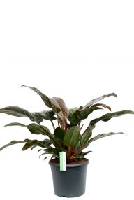 Philodendron (Baumfreund) Pflege 123zimmerpflanzen