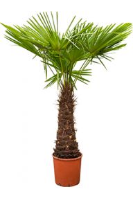 Hanfpalme (Trachycarpus ) Pflege 123zimmerpflanzen