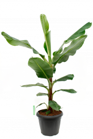Bananepflanze (Musa) Pflege 123zimmerpflanzen