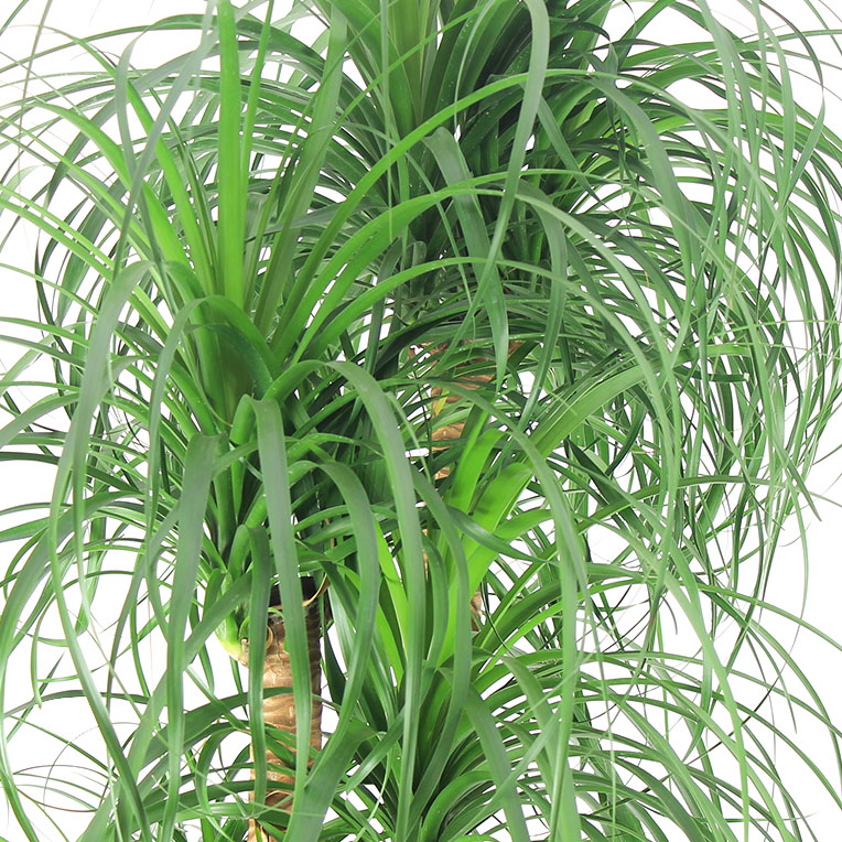 Beaucarnea Pflege Beaucarnea Pflege