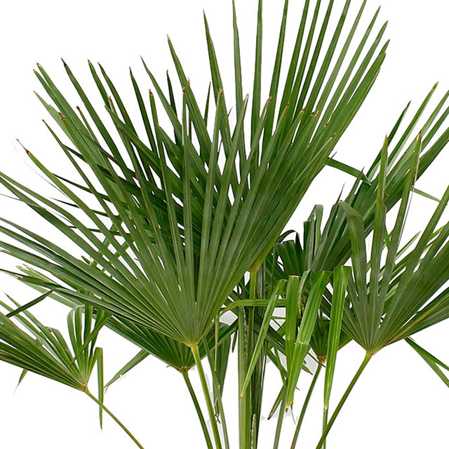 Trachycarpus Pflege Trachycarpus Pflege